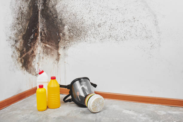 Best Professional Mold Removal  in Franklin Center, NJ