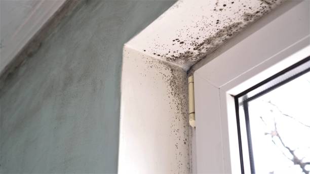 Best Residential Mold Removal  in Franklin Center, NJ