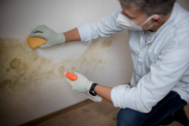 Best Local Mold Removal Service  in Franklin Center, NJ