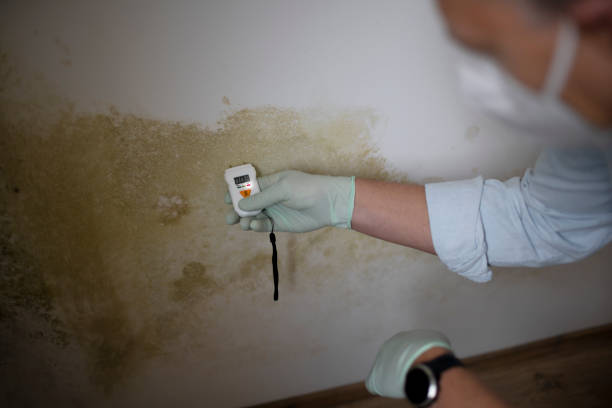 Best Commercial Mold Removal  in Franklin Center, NJ