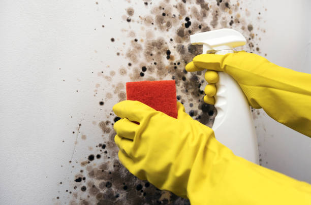 Reliable Franklin Center, NJ Mold Removal Solutions