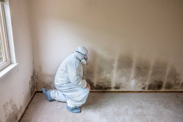 Best Local Mold Removal Service  in Franklin Center, NJ