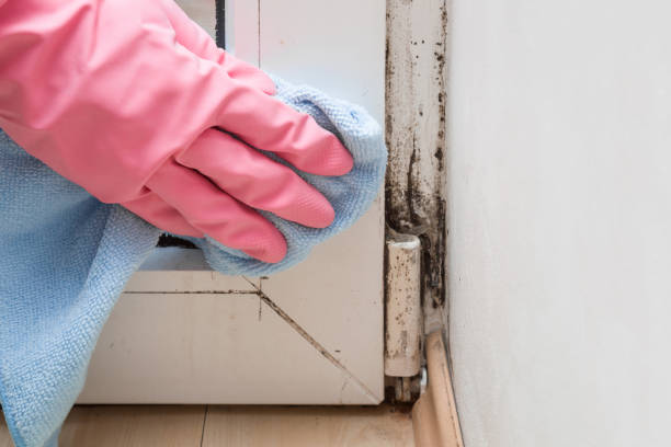 Best Mold Removal Company Near Me  in Franklin Center, NJ