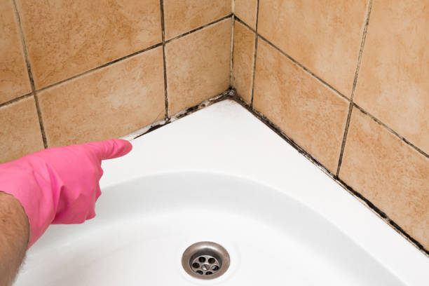 Best Black Mold Removal  in Franklin Center, NJ